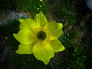 17 pulsatilla sulfurea